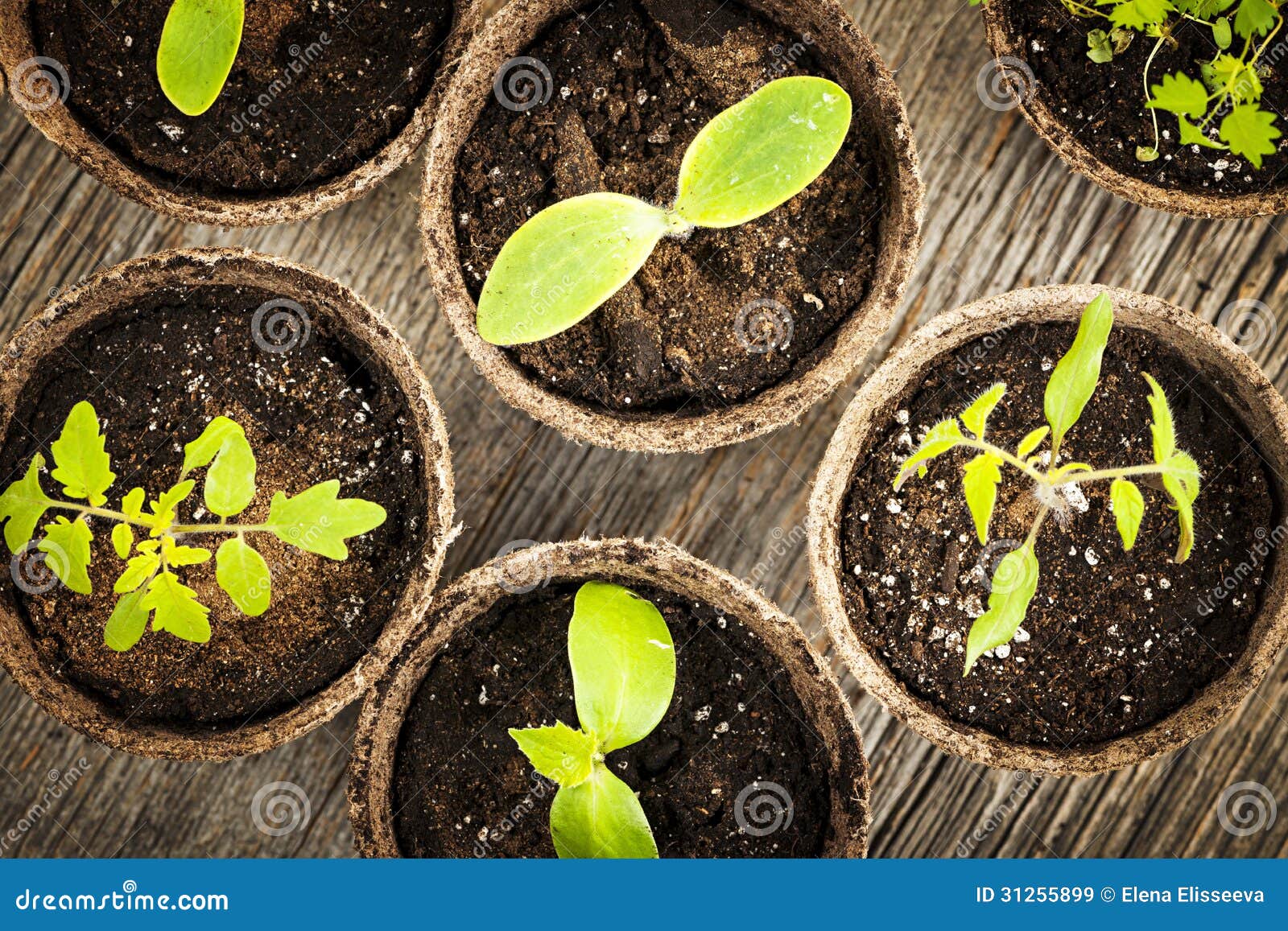 Seedlings Growing in Peat Moss Pots Stock Image Image of leaf, earth