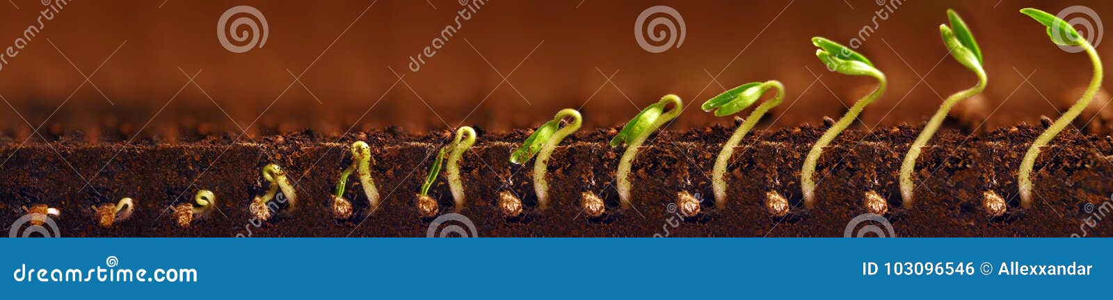 seedlings growing. plants grow stages. seedlings growth periods.