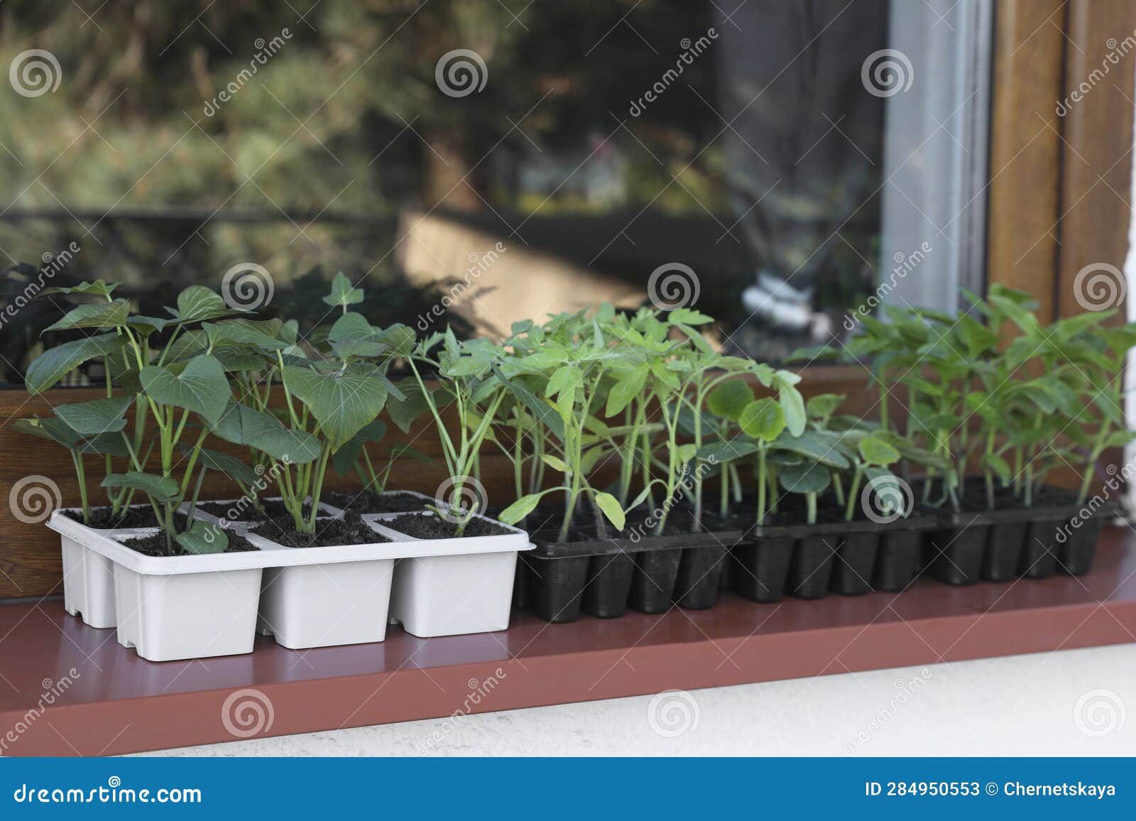 Seedlings Growing in Plastic Containers with Soil on Windowsill Stock