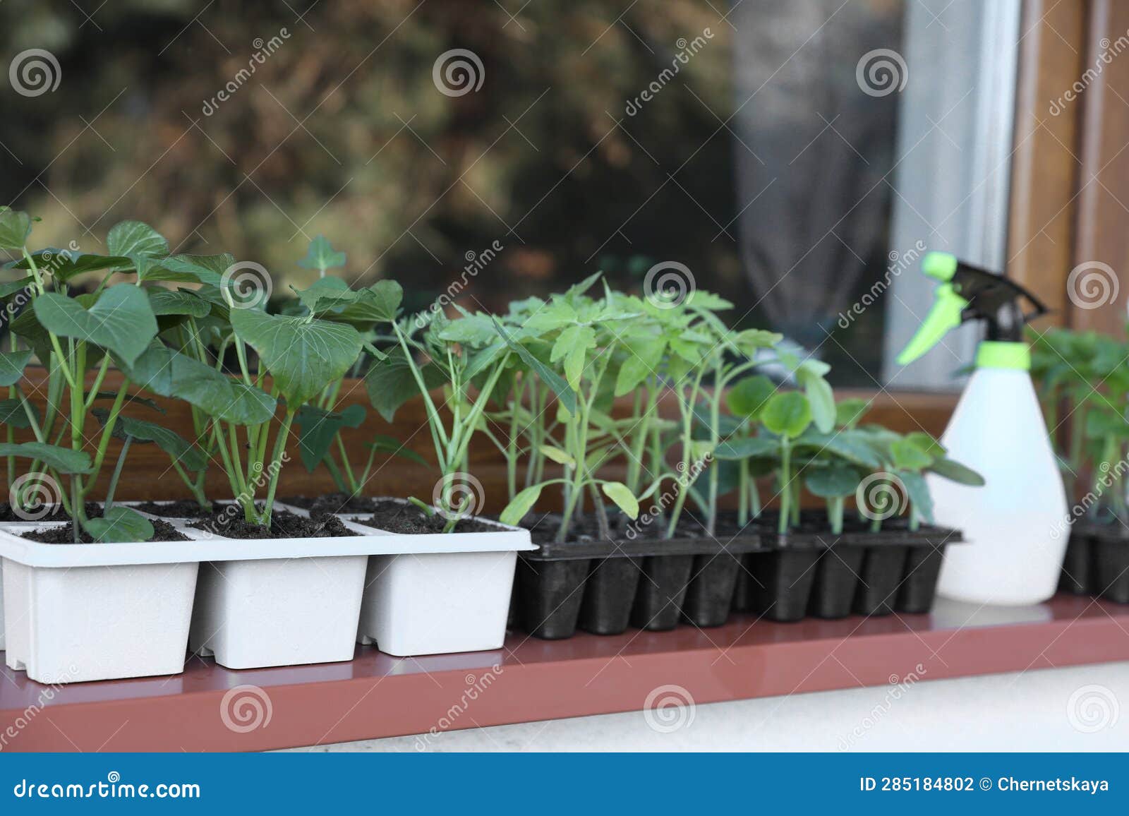 Seedlings Growing in Plastic Containers with Soil on Windowsill Stock
