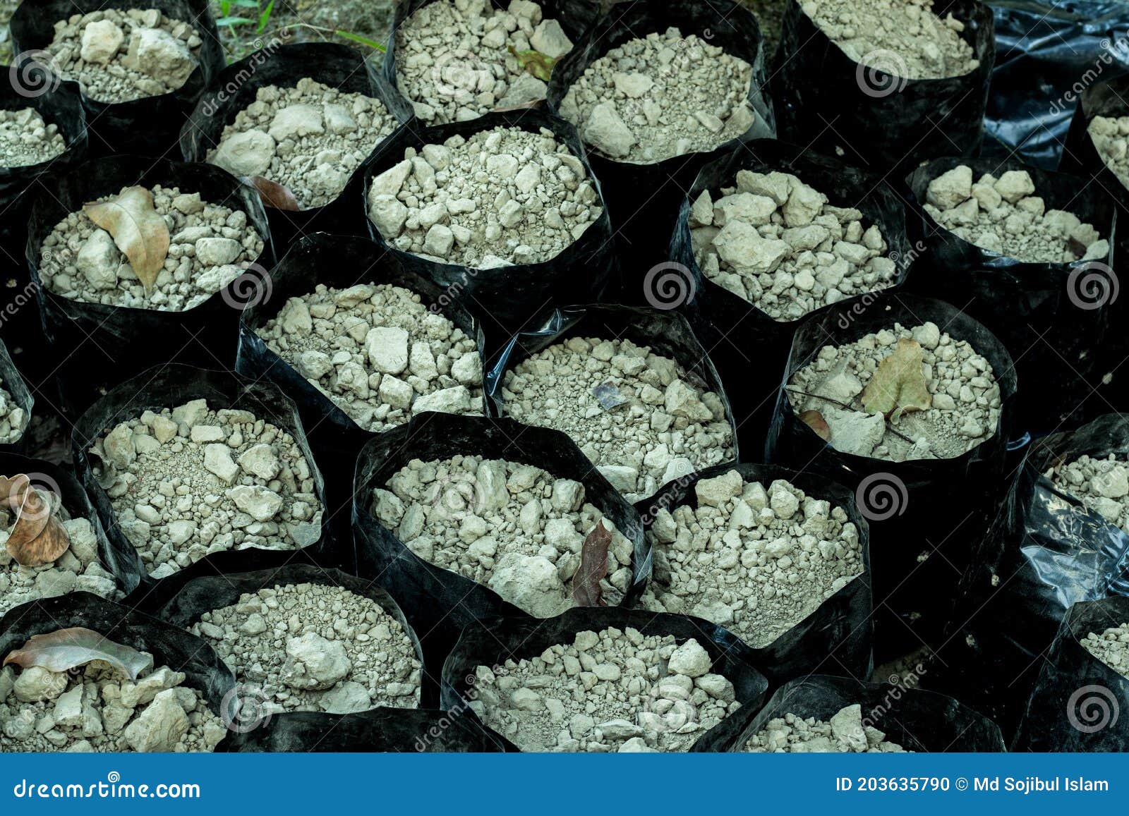 Seedlings Have Been Prepared with Soil in Polythene Stock Photo Image