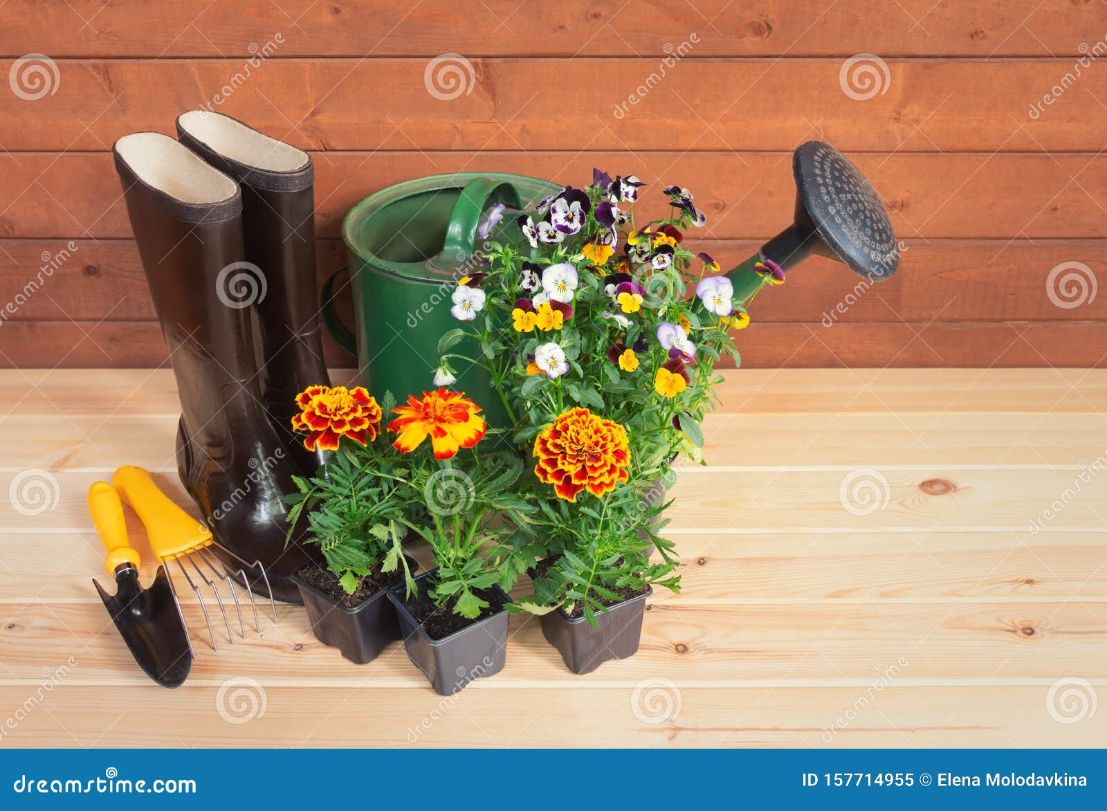 Seedlings of Marigold and Pansy Flowers, Rubber Boots, Gardening Tools ...