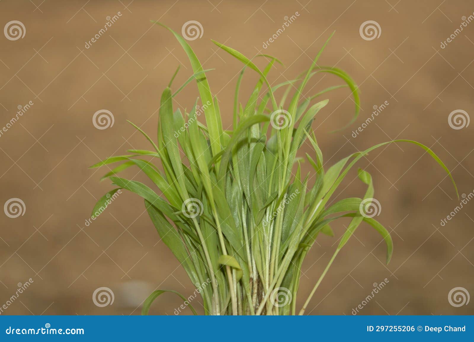 Seedlings of Millet on the Field Stock Photo Image of rural, grain