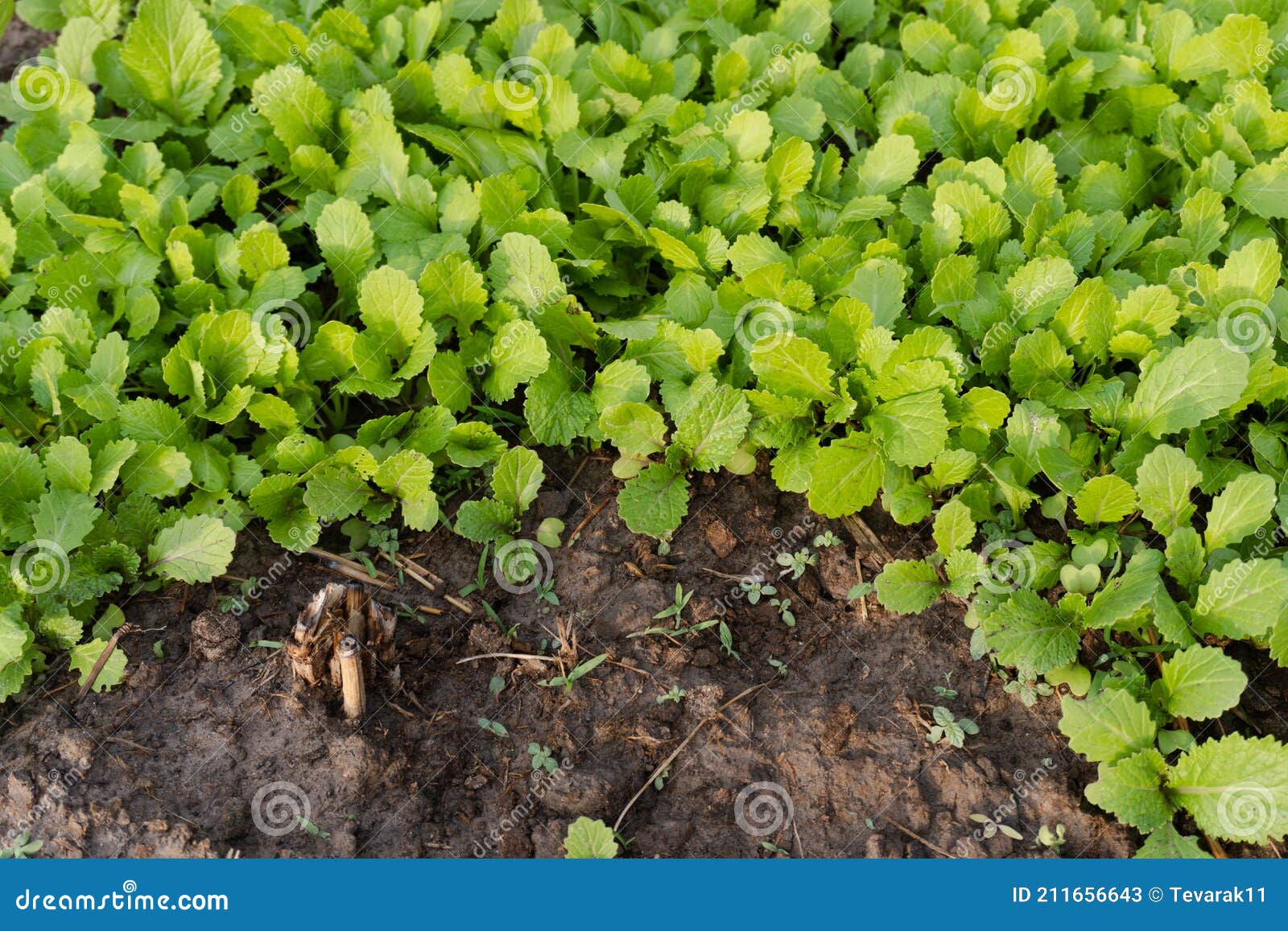 Seedlings Mustard Greens Grow at Vegetable Garden Stock Image Image
