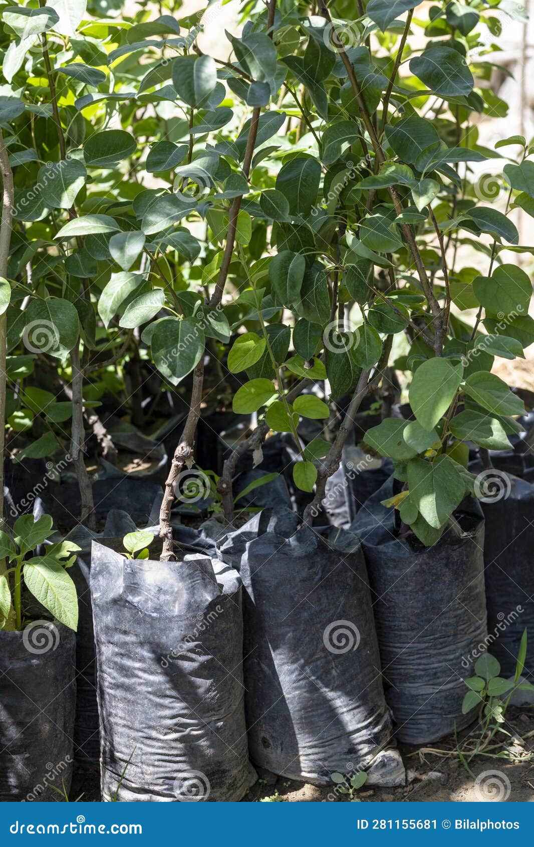 Seedlings of Pear Trees in Plastic Bags Stock Image Image of fruit
