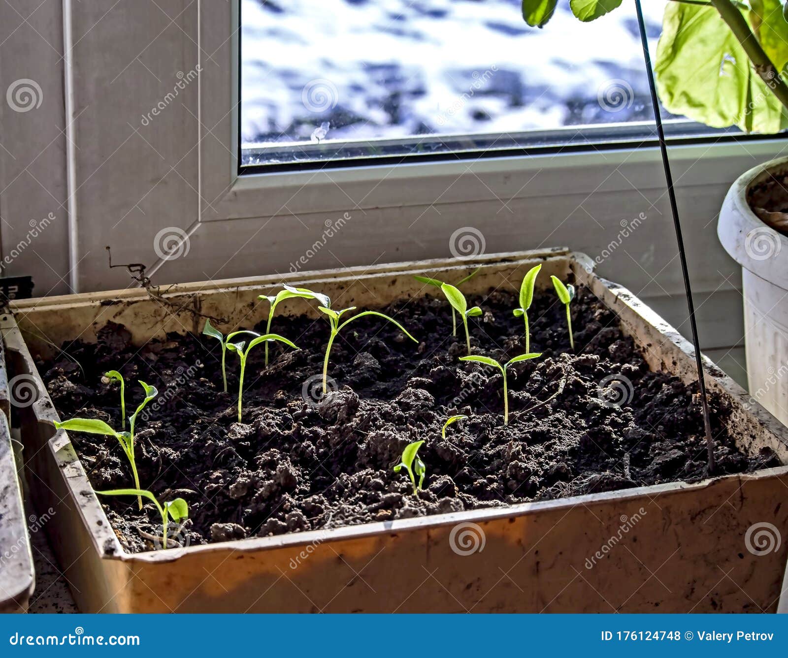Seedlings of Peppers on the Windowsill Stock Photo Image of grow