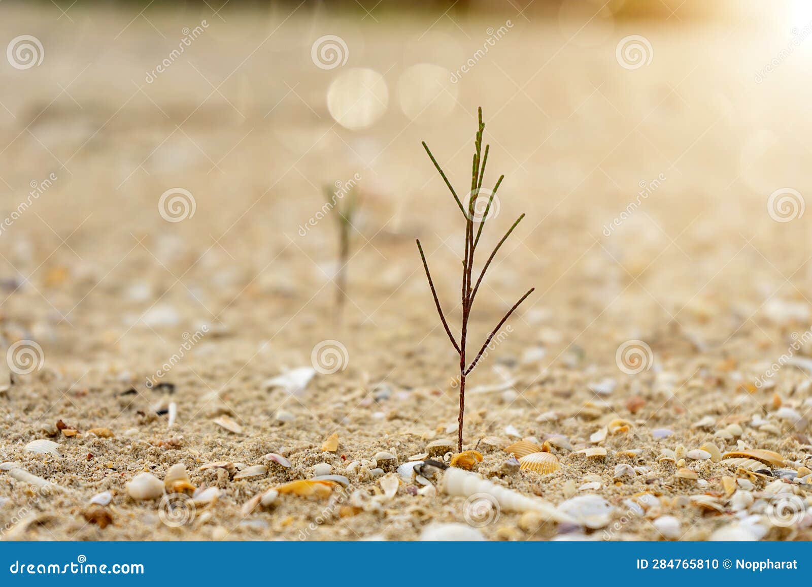 Seedlings of Pine Trees Growing on Sand Stock Photo Image of