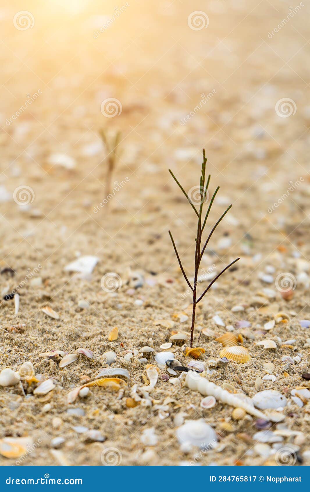 Seedlings of Pine Trees Growing on Sand Stock Image Image of nursery