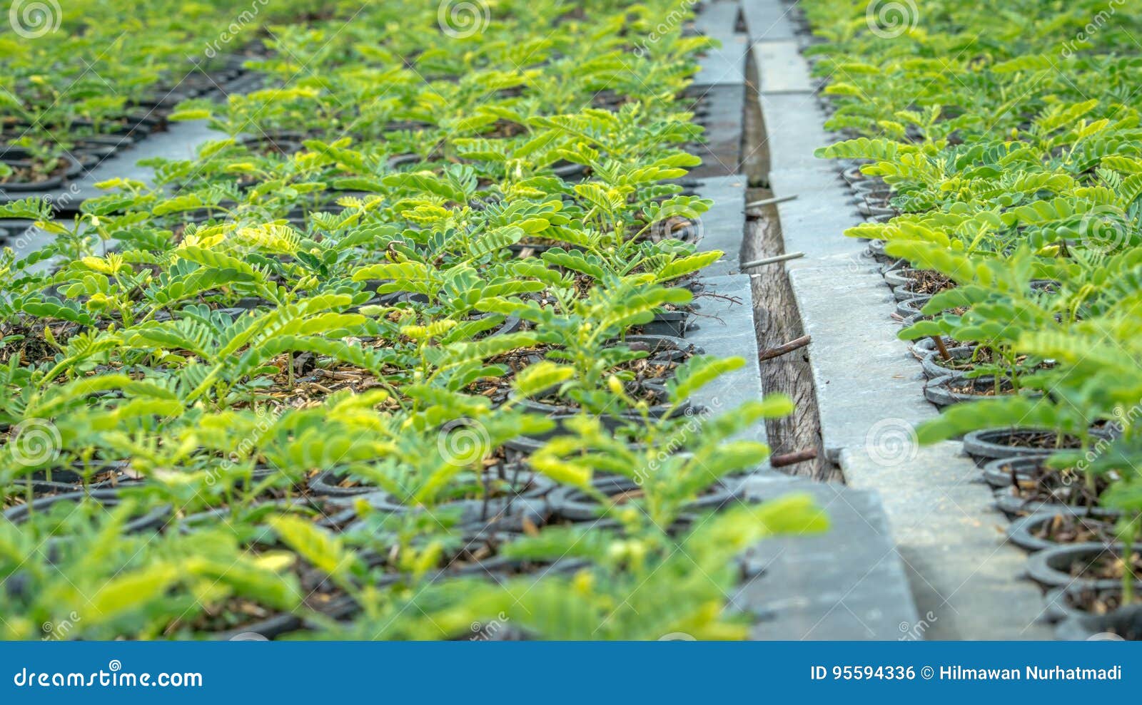 Seedlings of plant stock photo. Image of botanical, seedlings 95594336