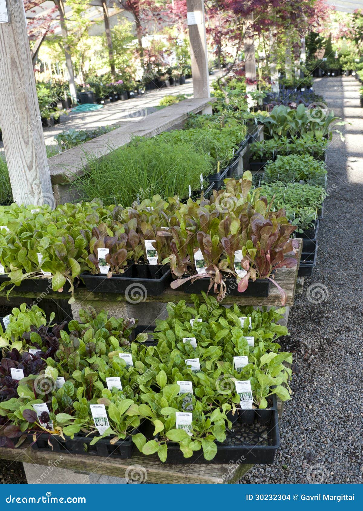Seedlings Plants in Plastic Containers Stock Photo Image of vegetable