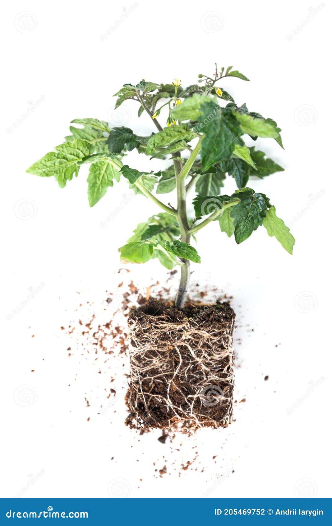 tomato plant seedlings