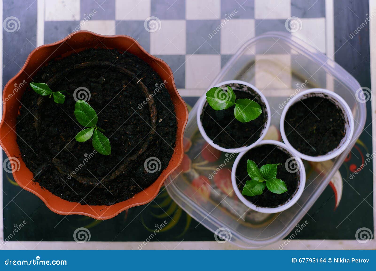 Seedlings in plastic cups. stock photo. Image of plastic 67793164