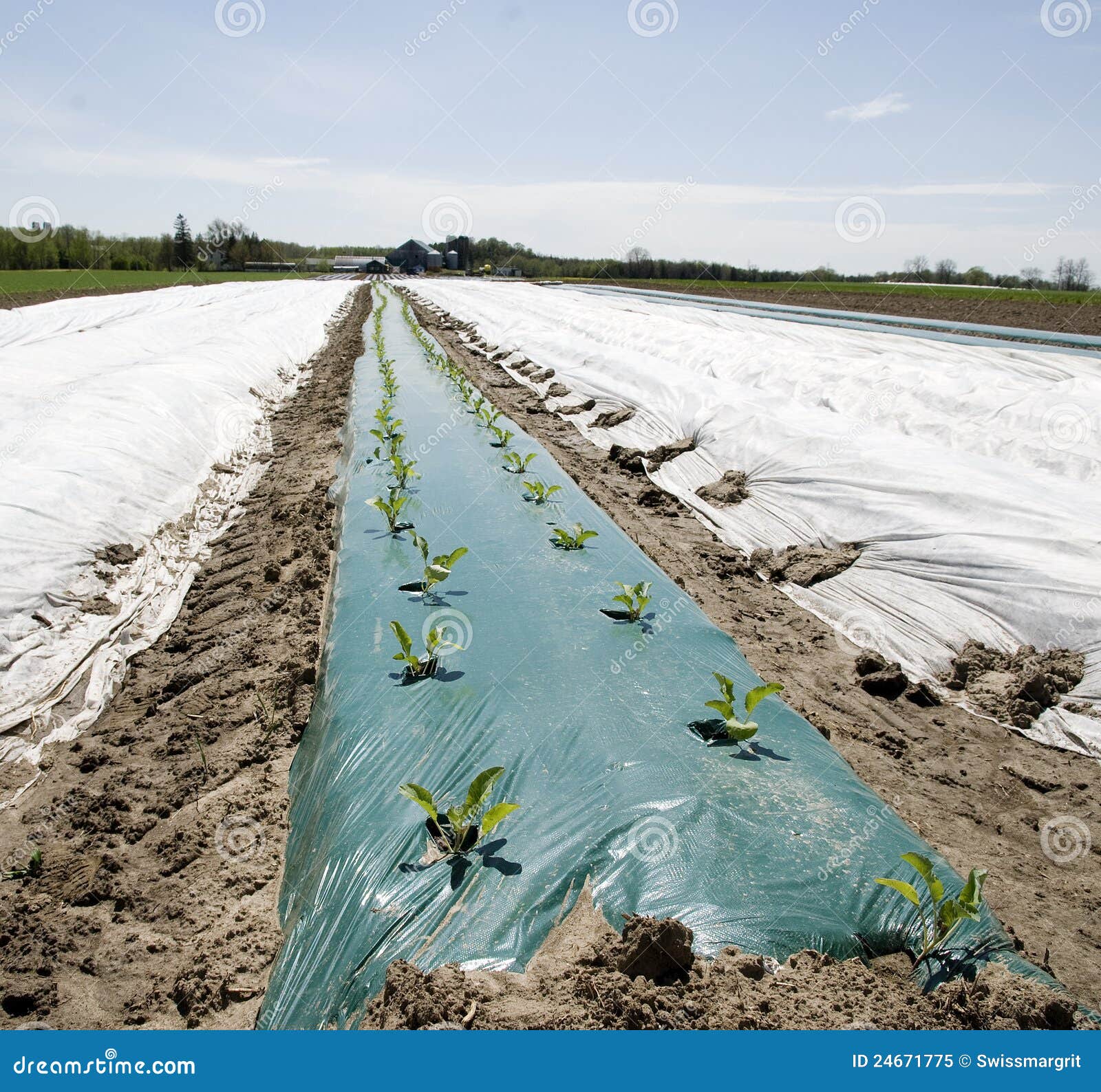 Seedlings Pocking Out of the Plastic Cover Stock Image Image of green