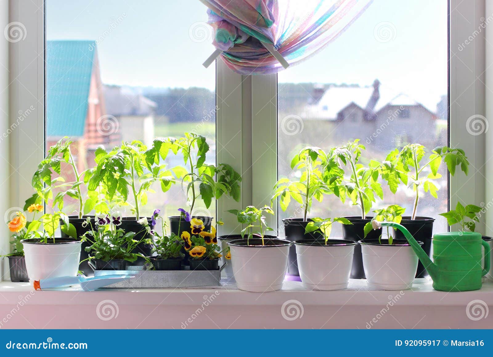 seedlings in pots on a windowsill