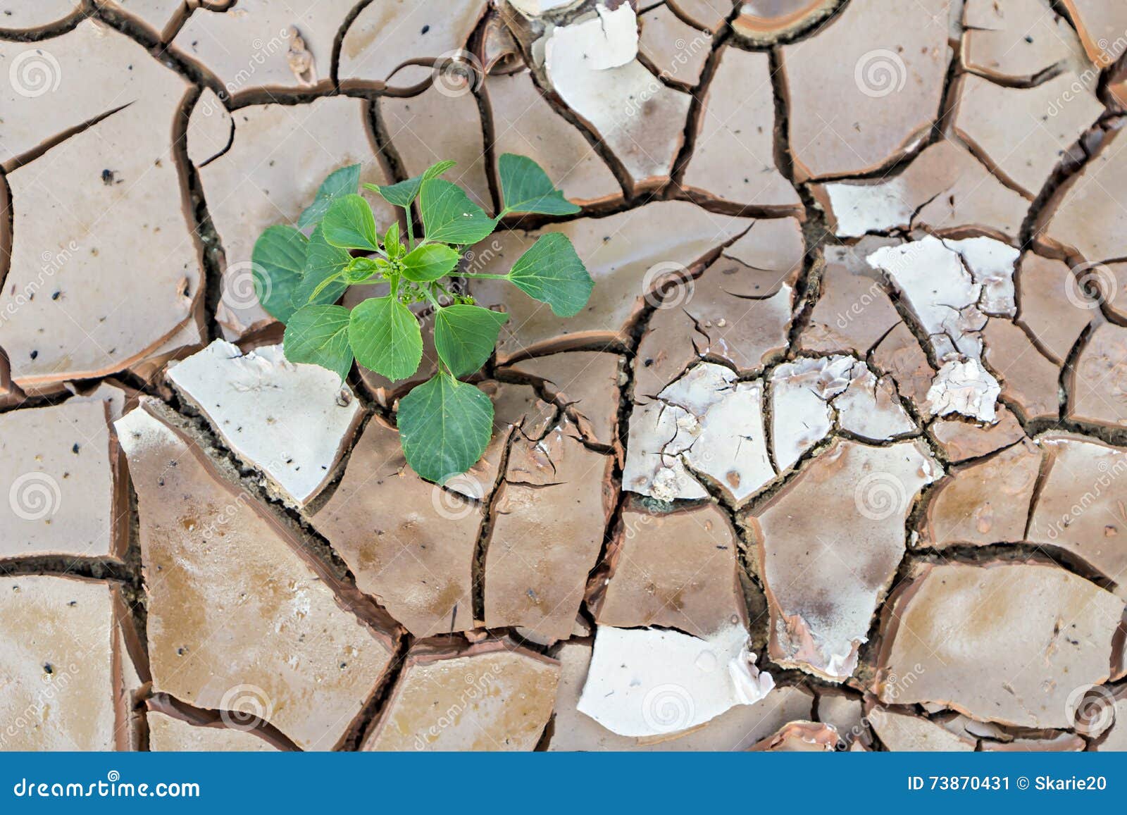 Seedlings Sprout Growing on Land with Dry Stock Image Image of life, environment 73870431