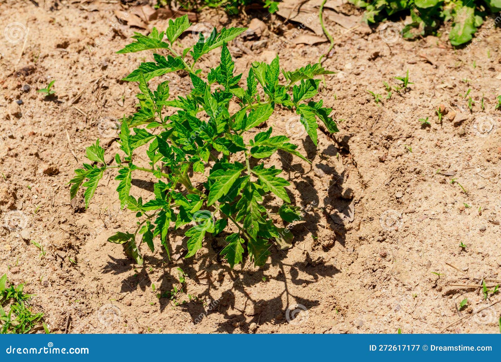 Seedlings of Sweet Bell Pepper are Planted in Ground. Stock Image