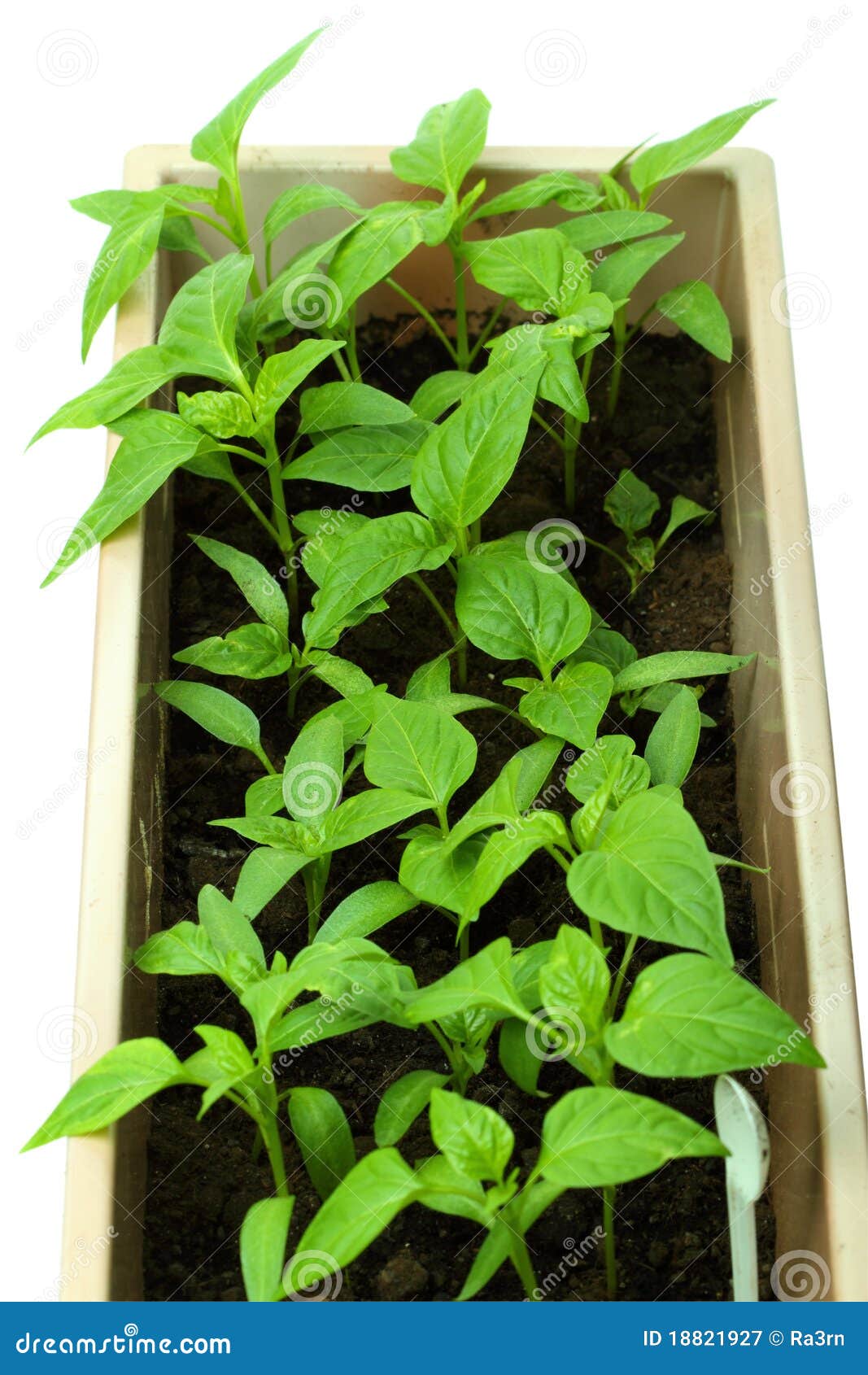 Seedlings of sweet pepper stock image. Image of soil 18821927
