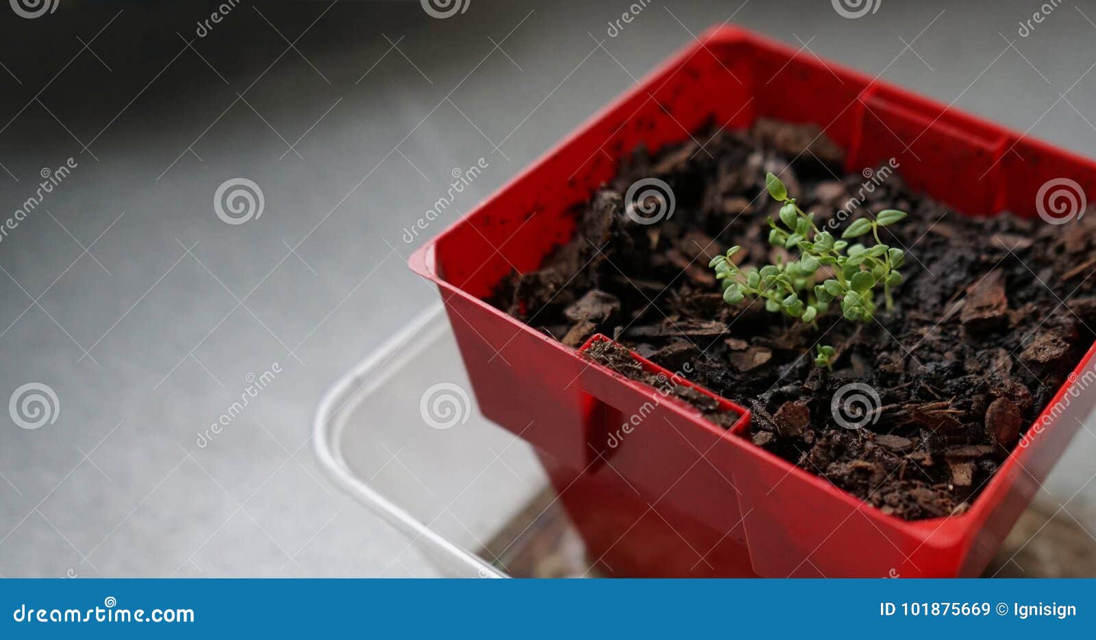 Seedlings of Thyme in Clod of Soil Potted Stock Image Image of