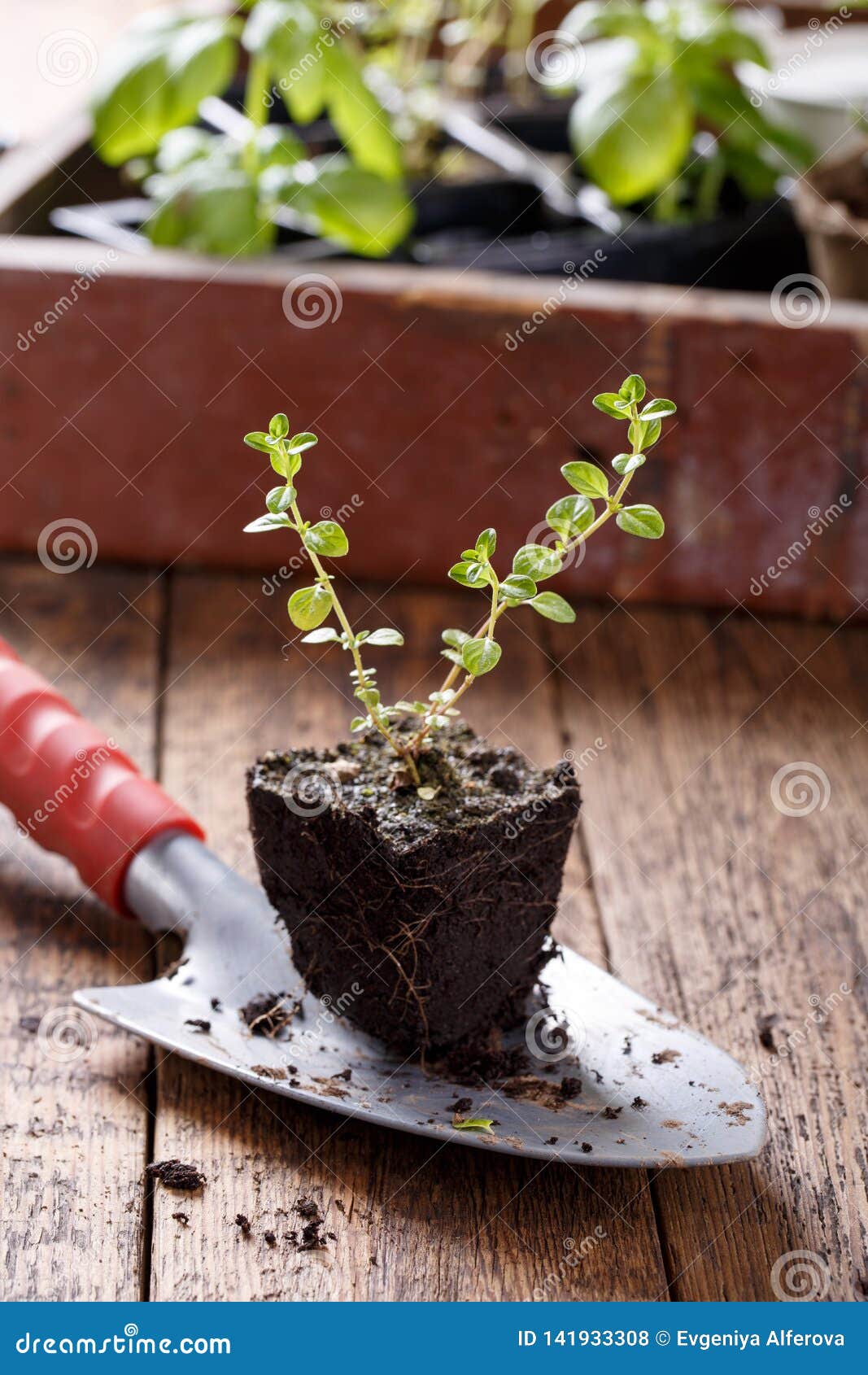 rosemary seedlings rosemary seedlings