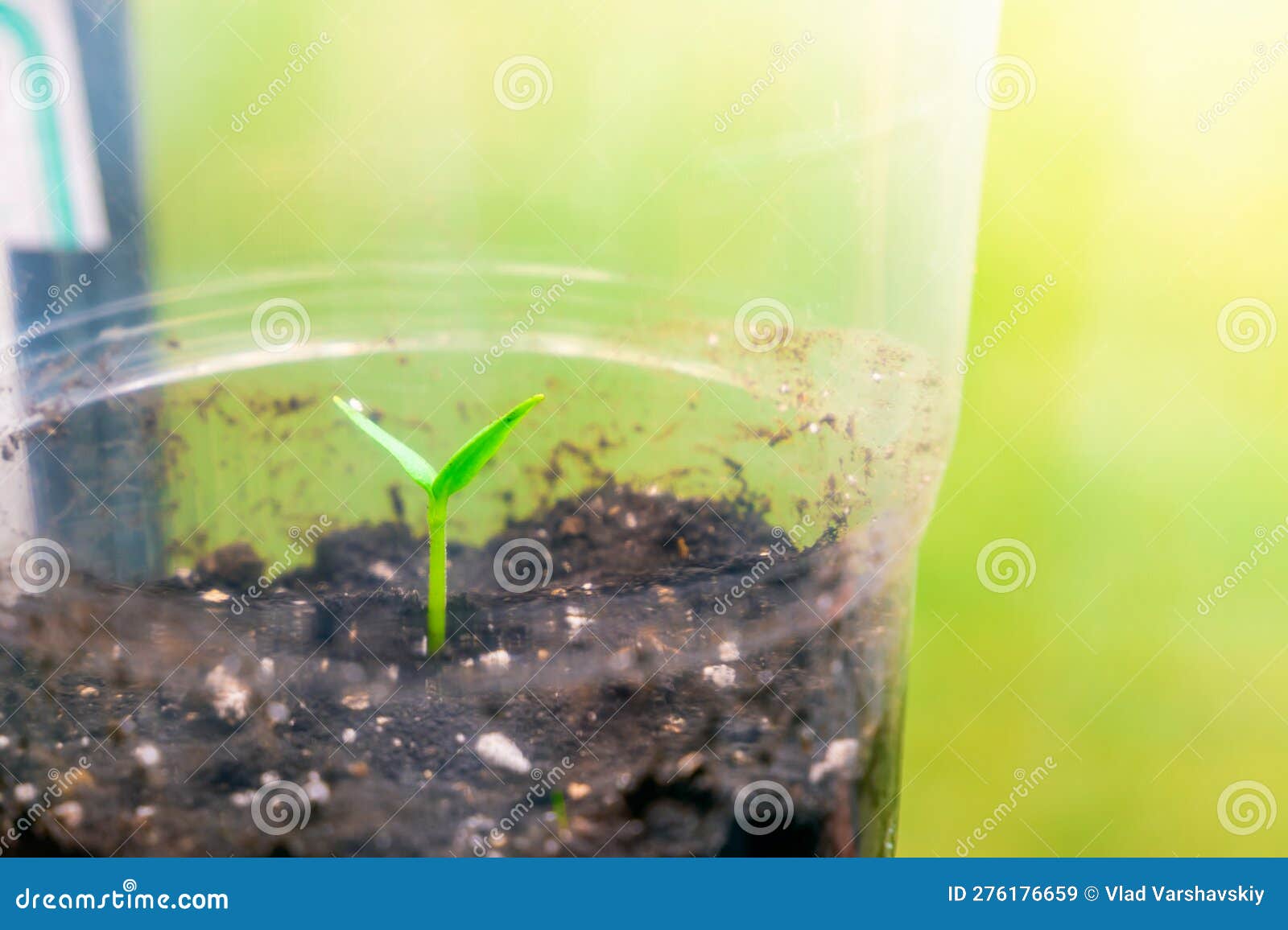 seedlings in a transparent plastic cup close-up. the first germinal leaves of a germinated plant from a seed