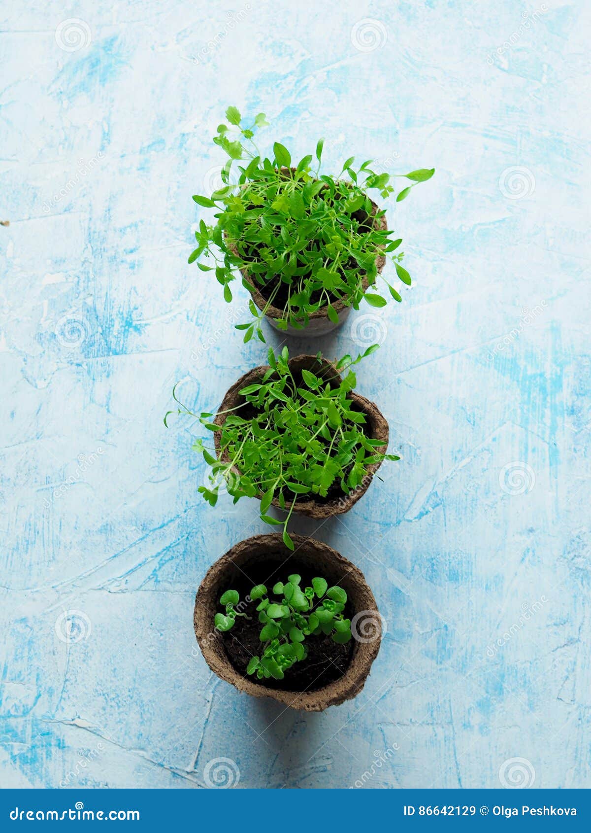 Seedlings of Various Herbs in Peat Pots Stock Image Image of