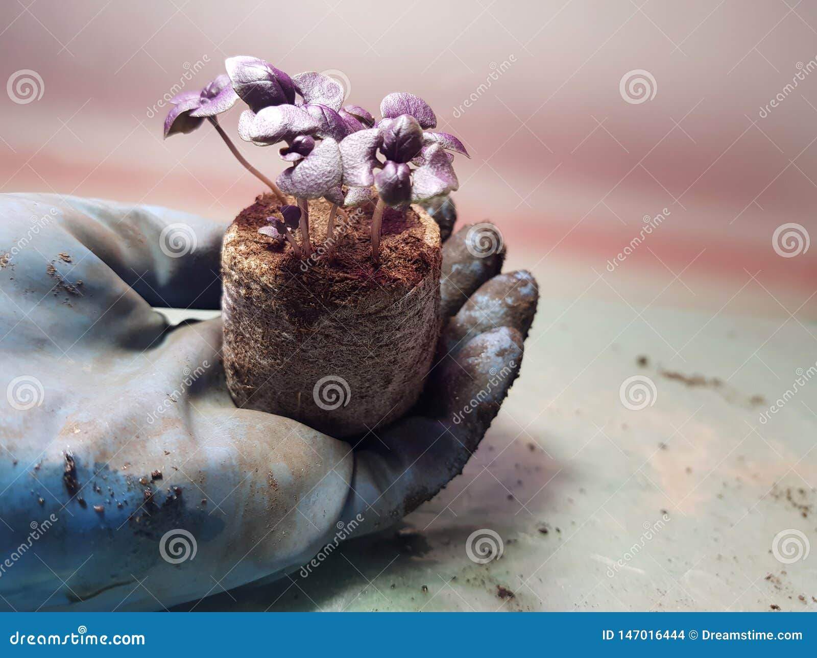 seedlings - very beautiful basil seedlings in a pot in a gloved hand