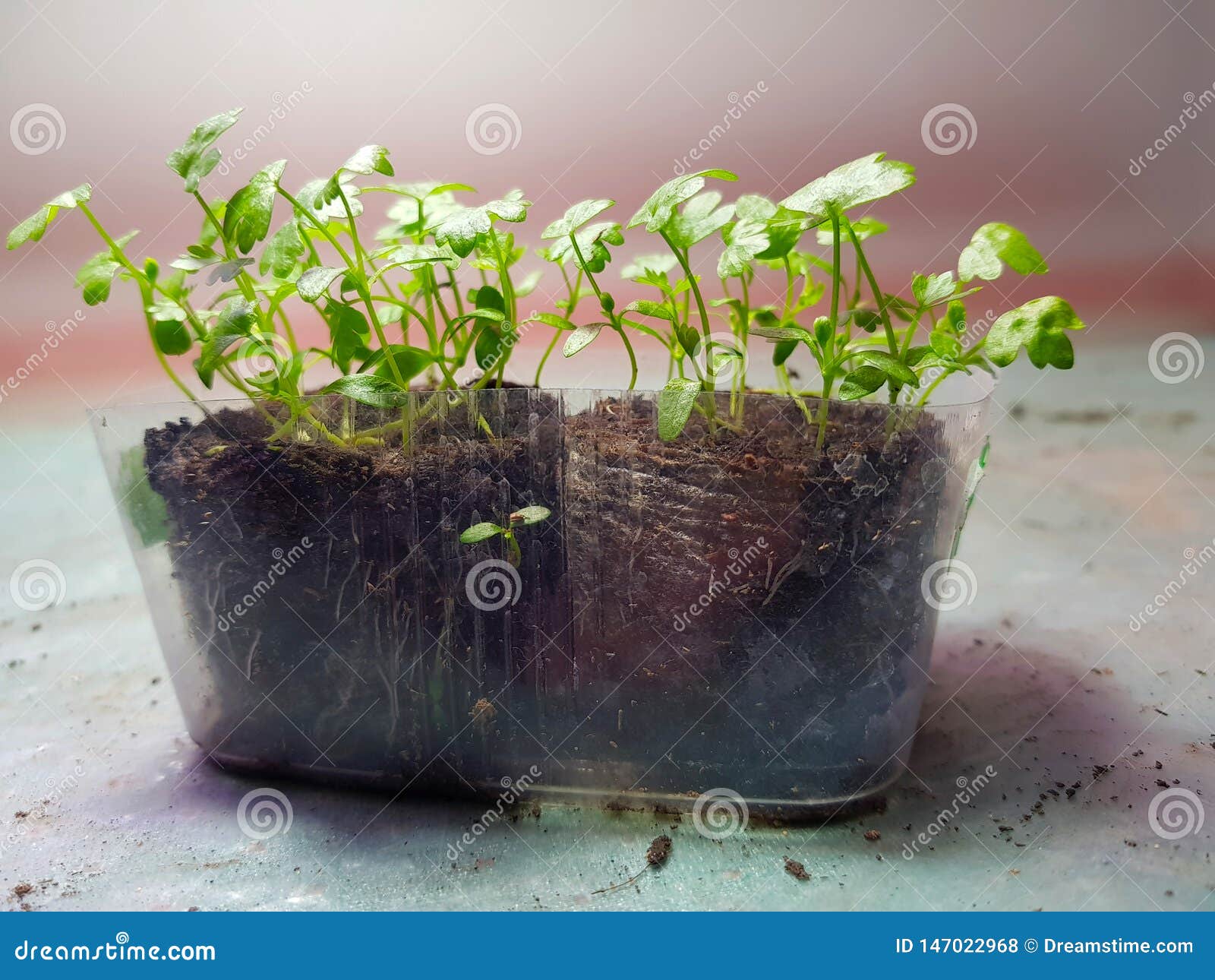 Seedlings Very Beautiful Celery Seedlings in a Pot Stock Photo