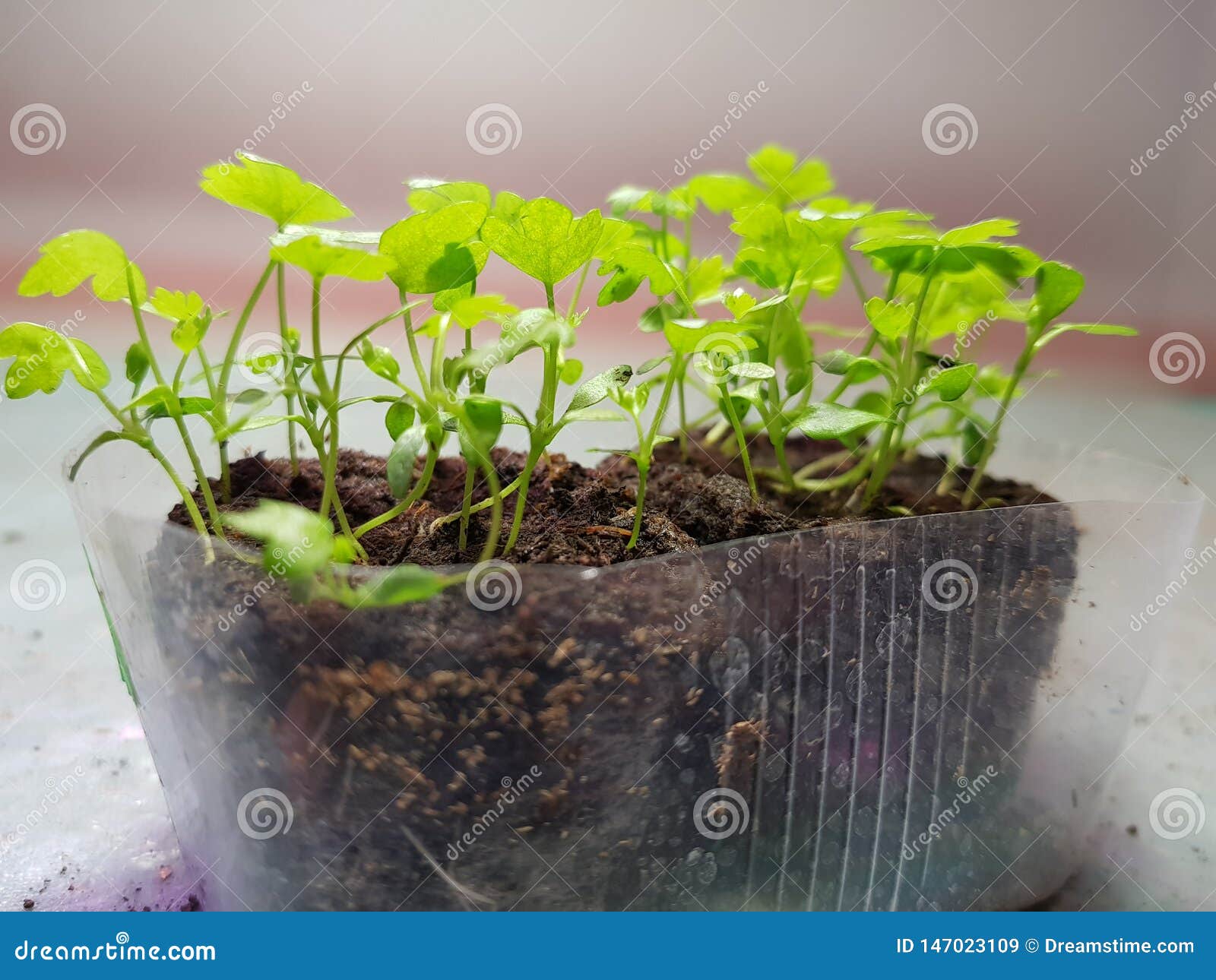 Seedlings Very Beautiful Celery Seedlings in a Pot Stock Image