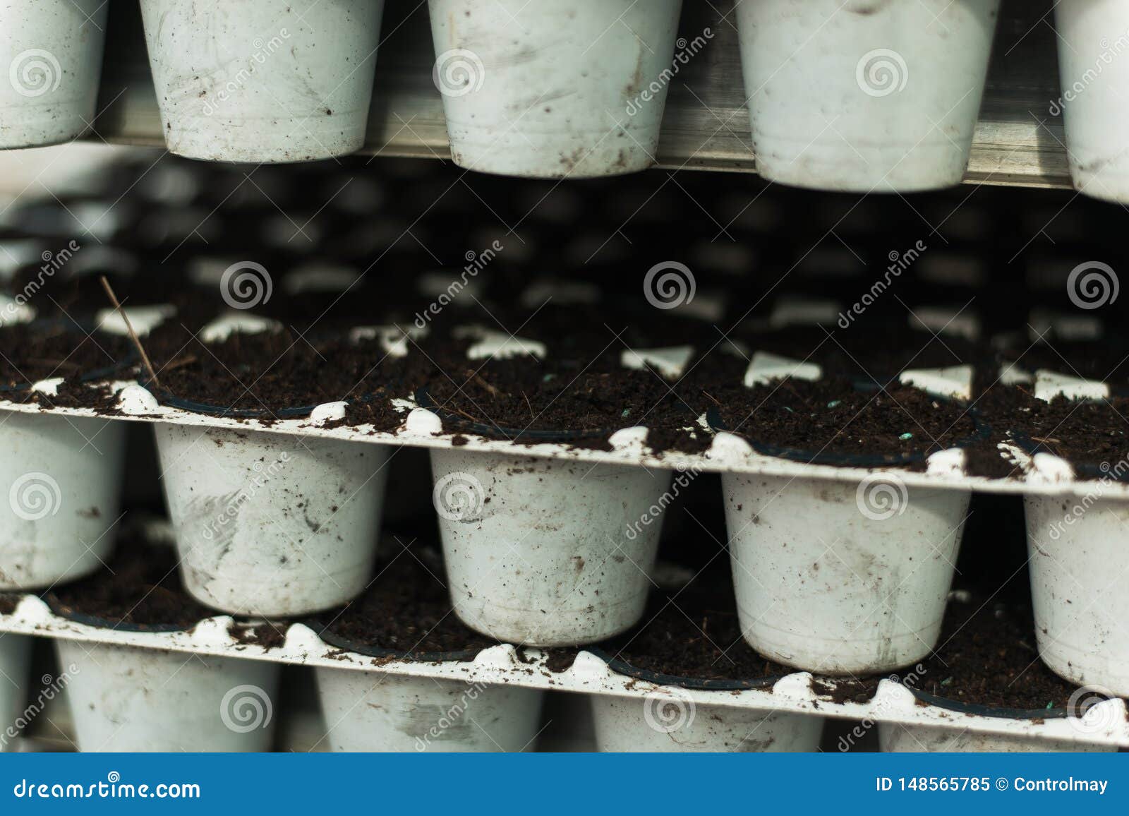 Seedlings in White Plastic Pots. Greenhouse Production. Stock Image Image of agriculture