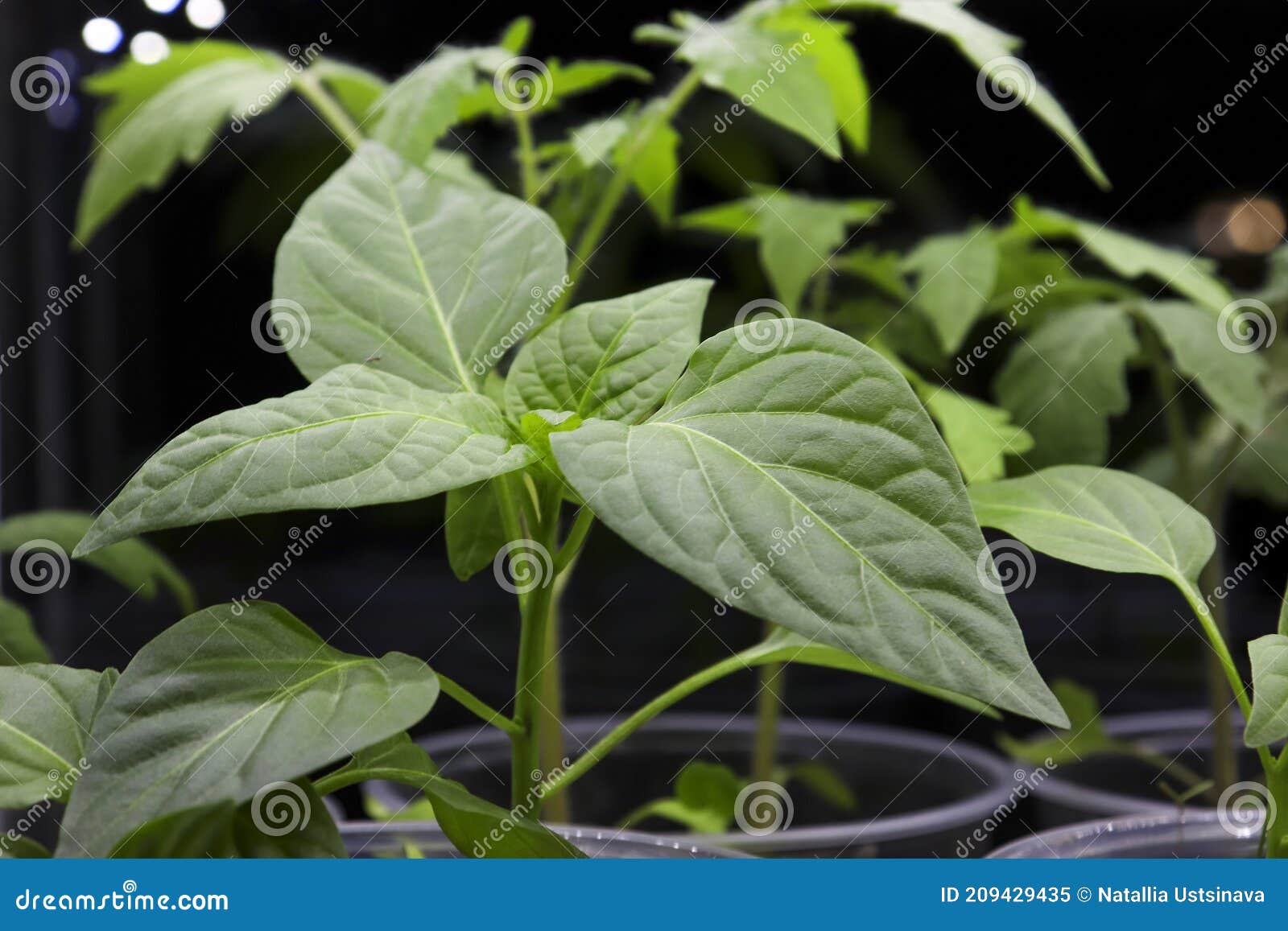 Seedlings of Young Paprika Seedlings Grown Under Artificial Lighting in