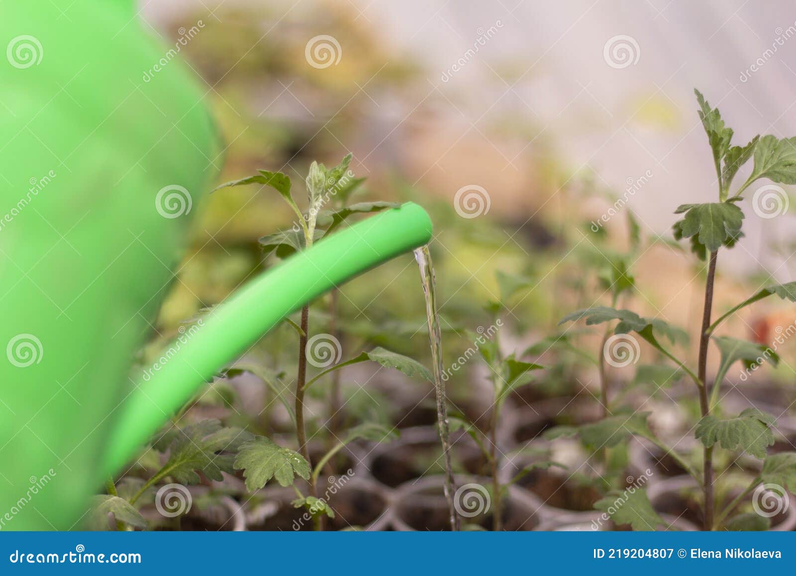 Seedlings.Young Seedlings are Watered from a Watering Can Stock Image