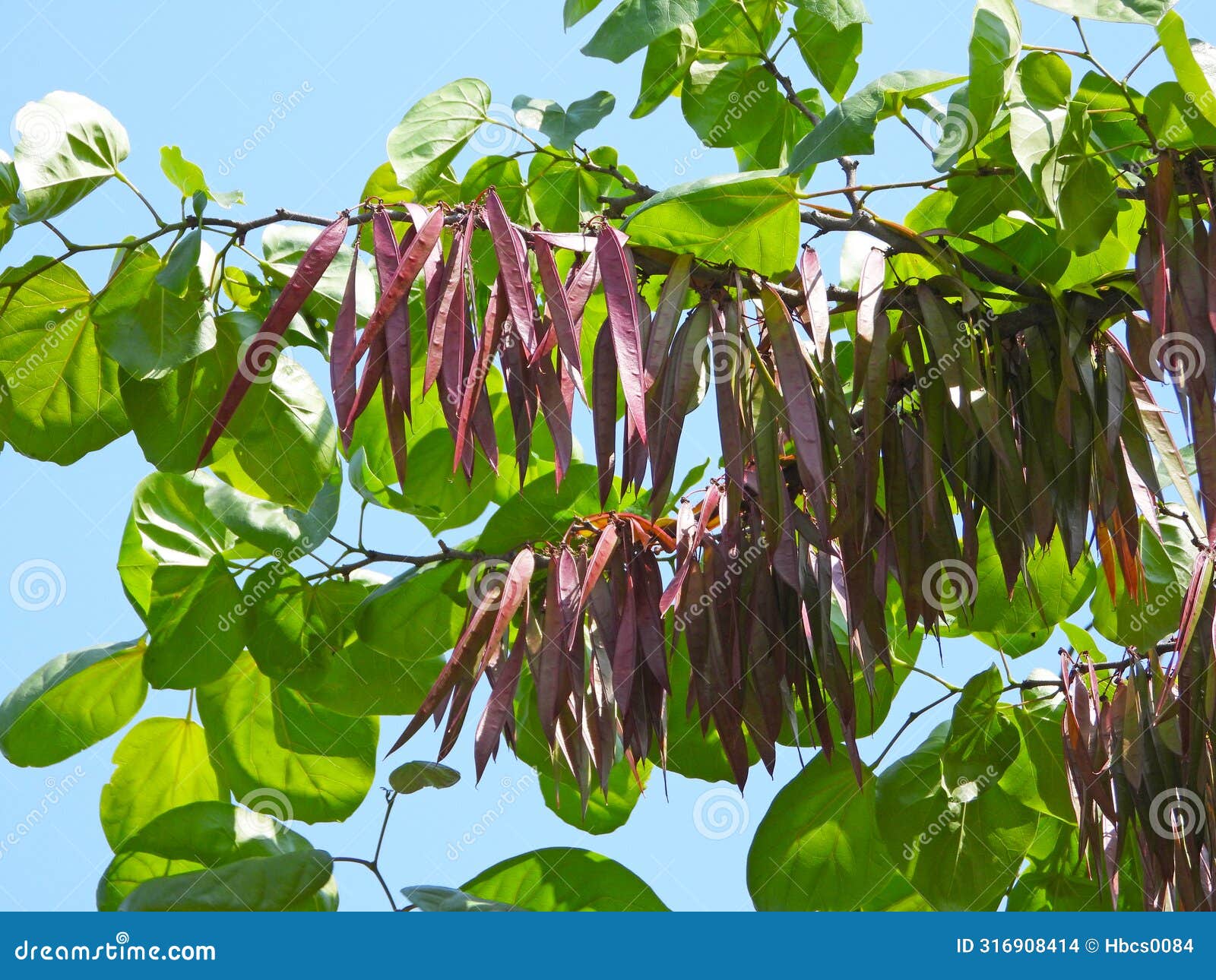 the seeds of cercis chinensis