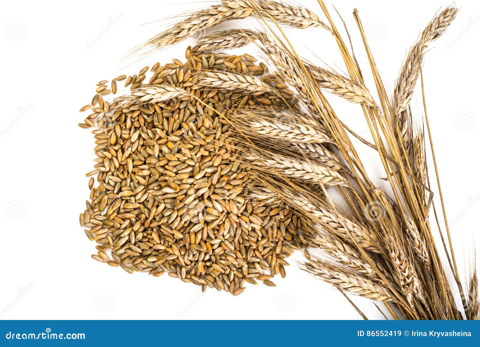 Seeds of Cereal Crops on White Background Stock Image Image of farm