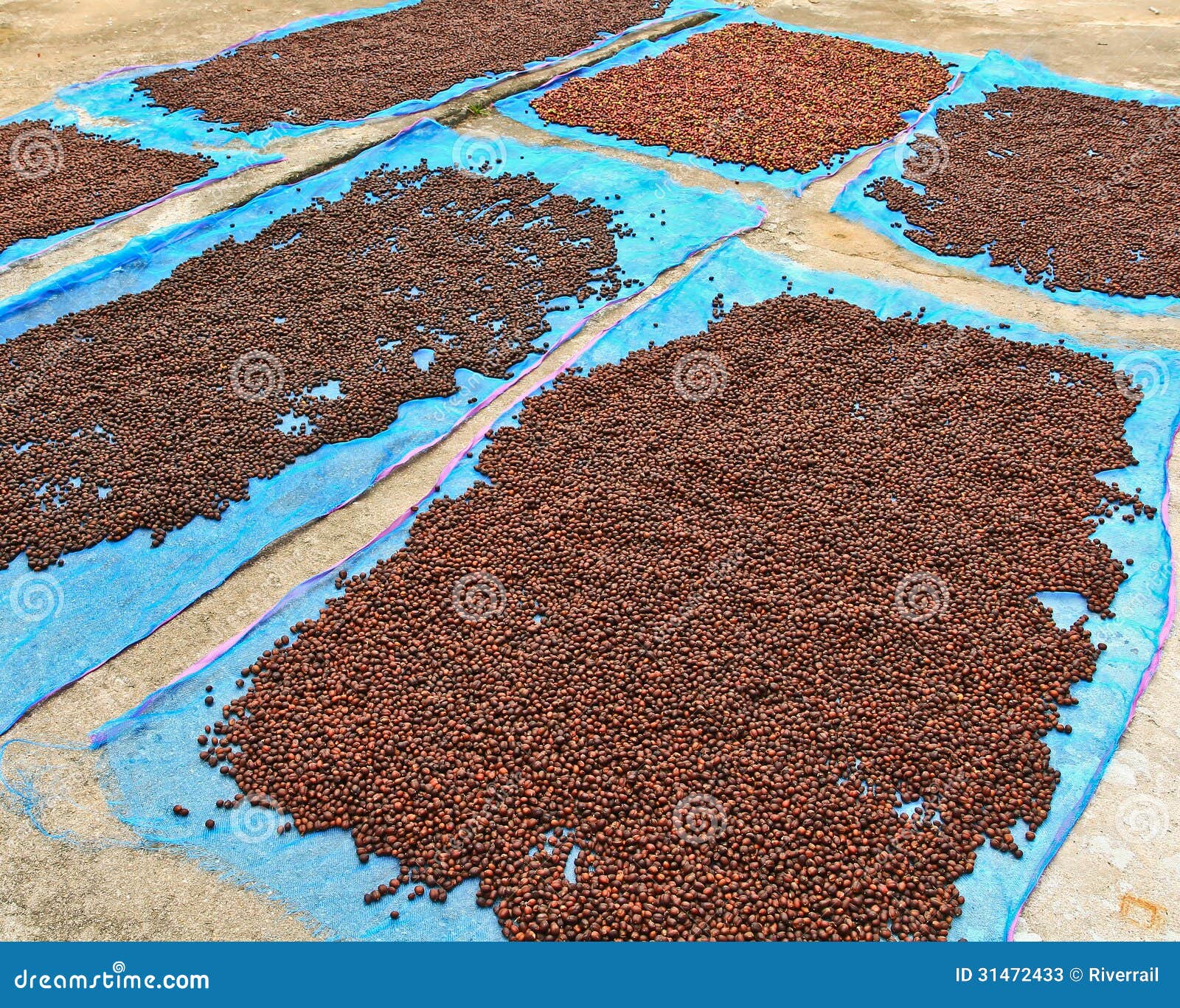 Seeds of the coffee plant stock image. Image of gourmet 31472433