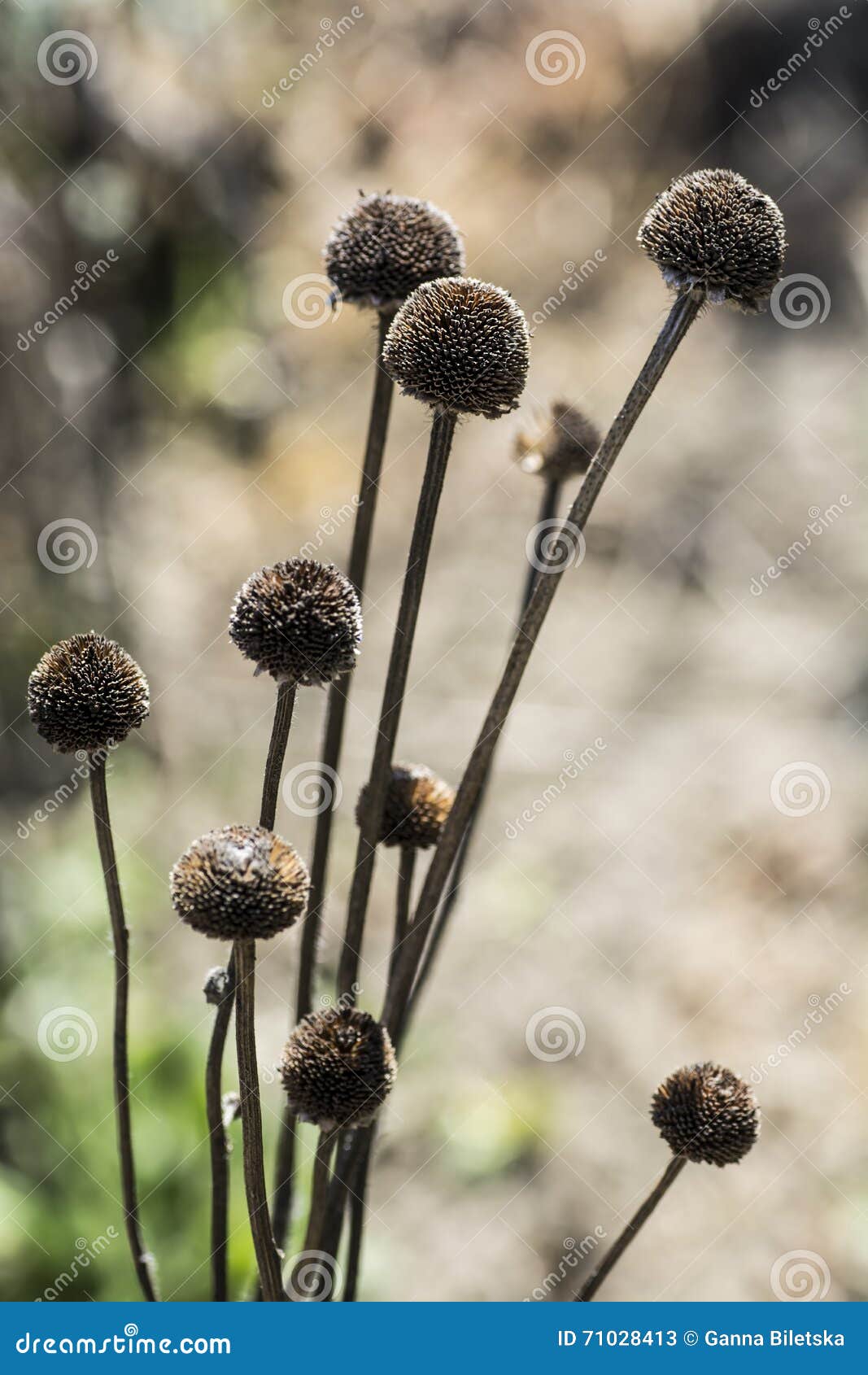 Seeds Flowers on Stalks in the Garden. Stock Image Image of withered