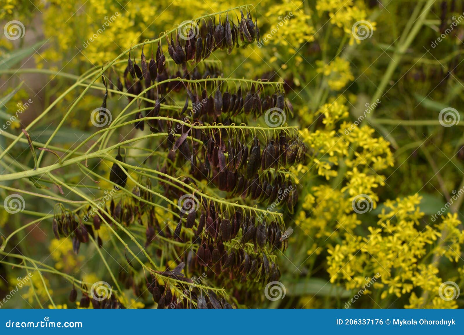 seeds of honey woad plant dye isatis tinctoria