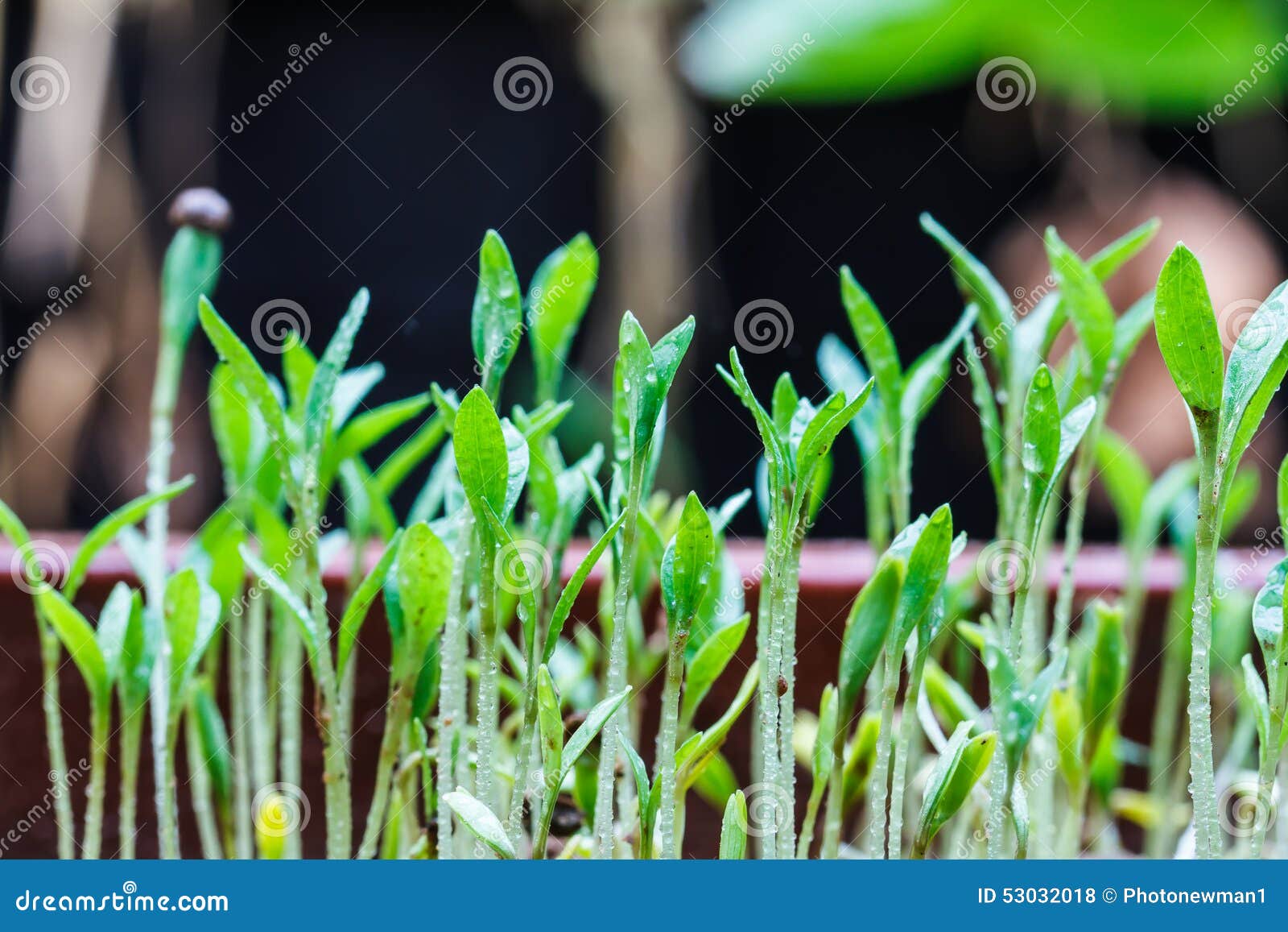 Seeds that just regenerate stock photo. Image of ecology 53032018