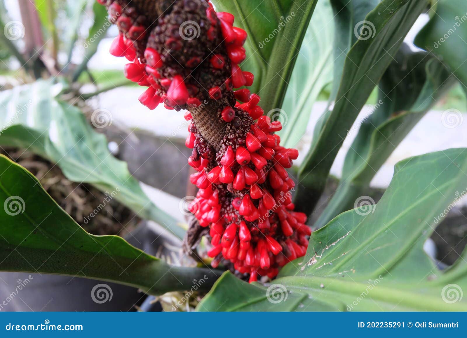 The Seeds of the Love Flower are Bright Red Stock Image Image of