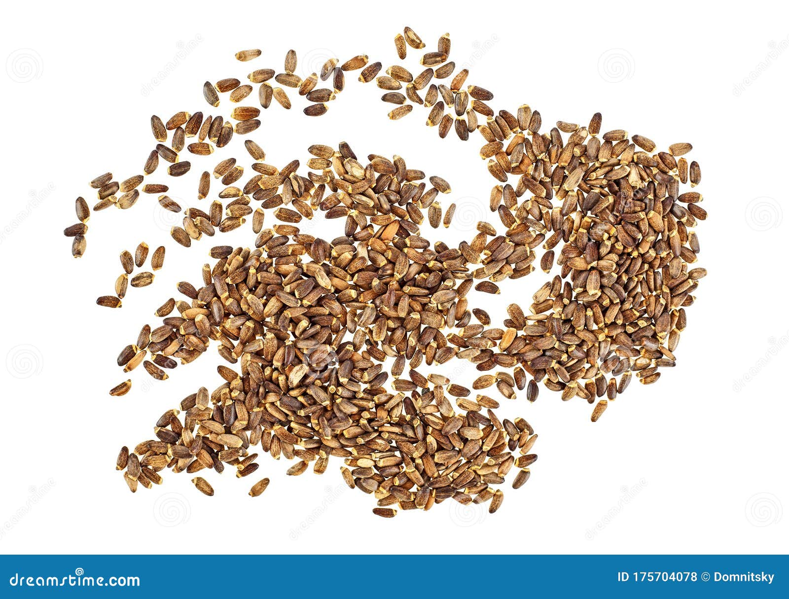 Seeds of a Milk Thistle on White Background, Top View. Scotch Thistle