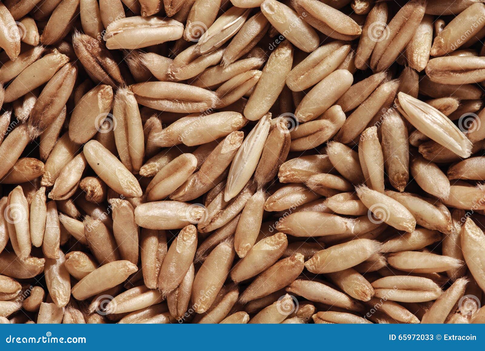 Seeds of oats stock image. Image of pastry, gluten, nutrition 65972033