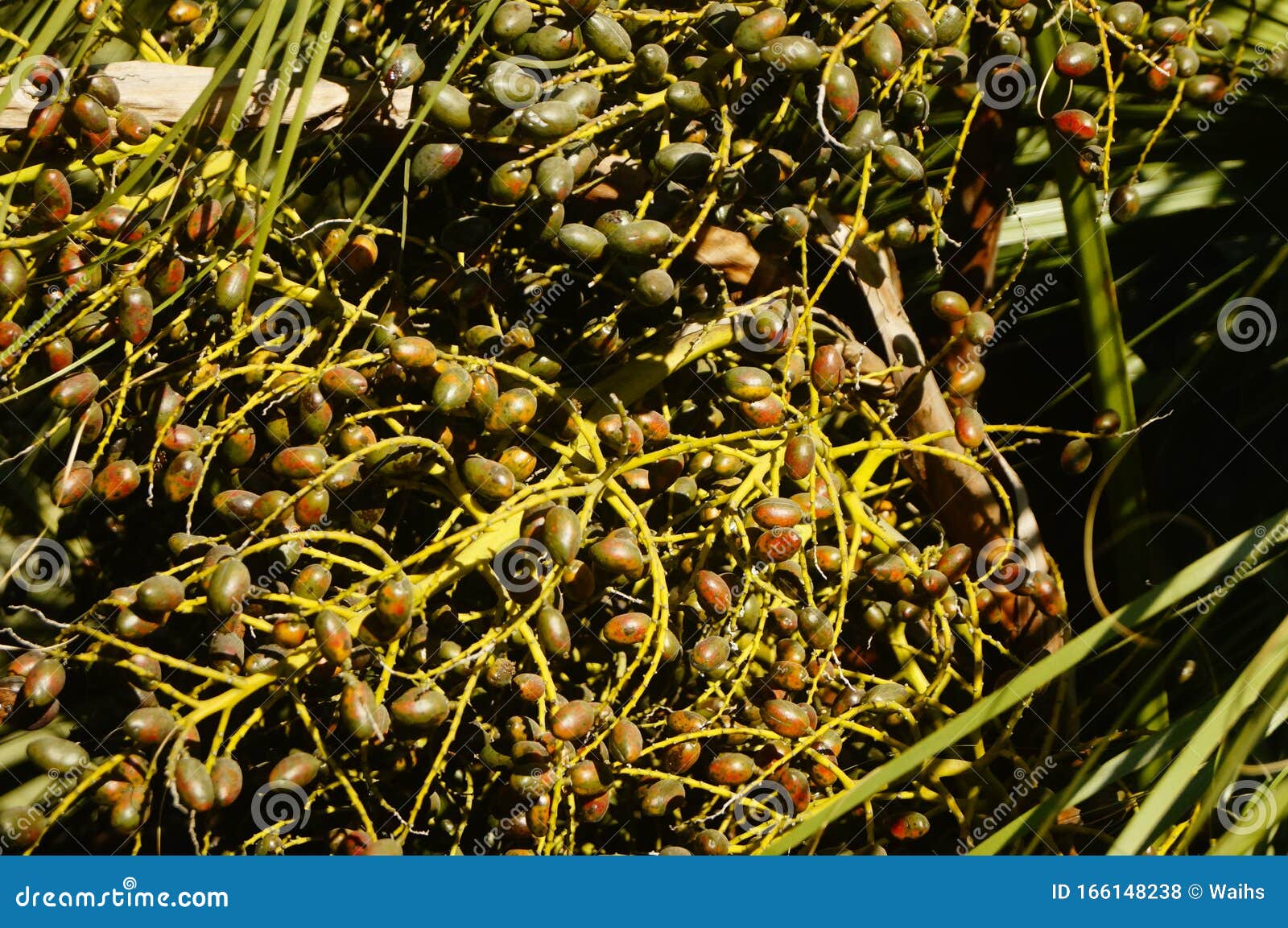 The Seeds of a Palm Tree are Like Nuts Stock Photo Image of foliage
