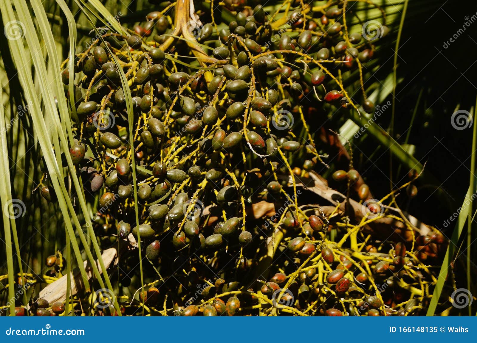 The Seeds of a Palm Tree are Like Nuts Stock Image Image of seeds