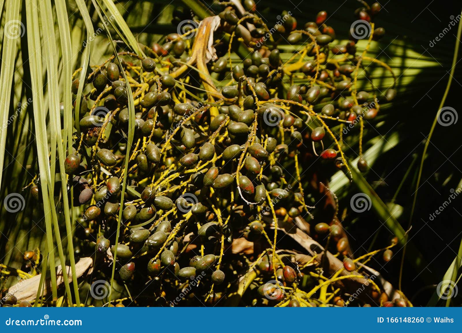 The Seeds of a Palm Tree are Like Nuts Stock Photo Image of seeds
