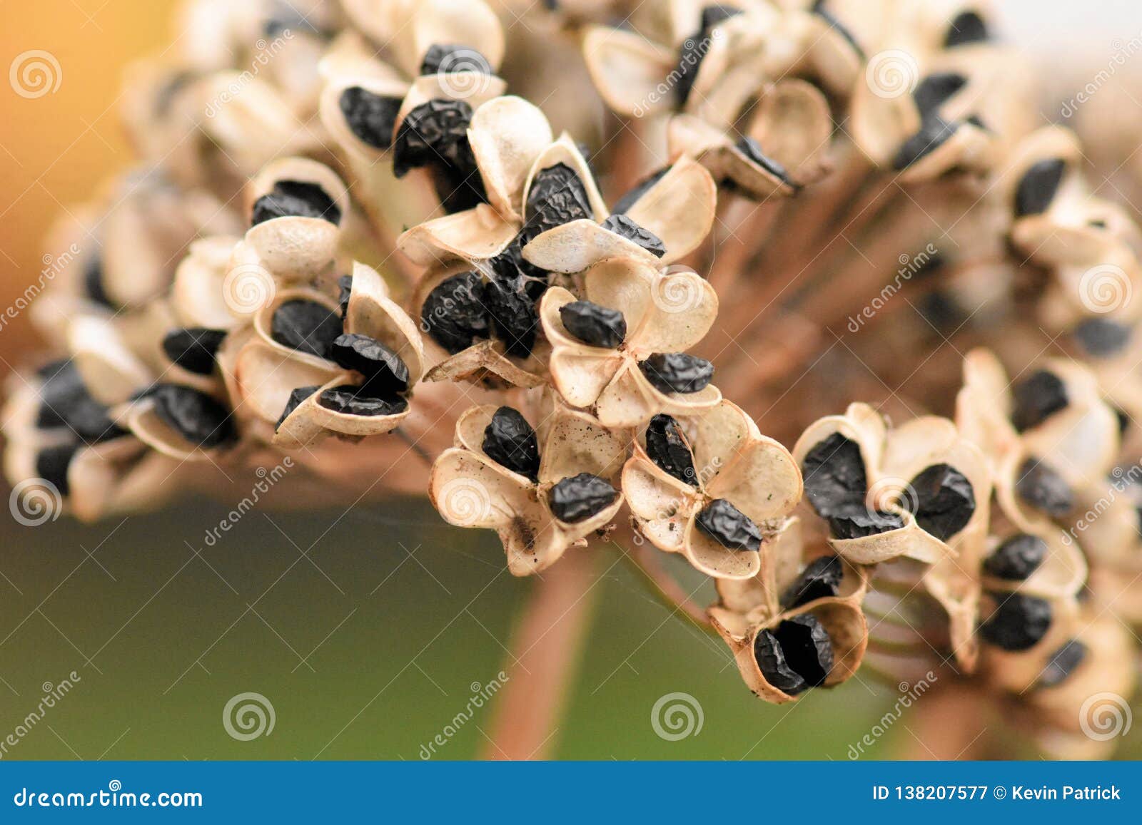 Knolau thai soi Allium tuberosum graines Buchu COUPE AIL 