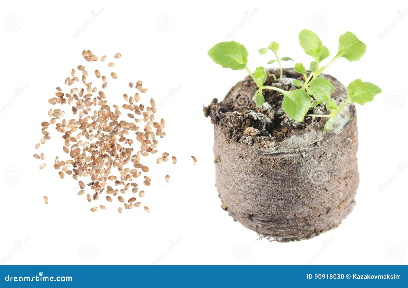 Seeds And Seedling Of Ring Bellflower Or Symphyandra Pendula Isolated