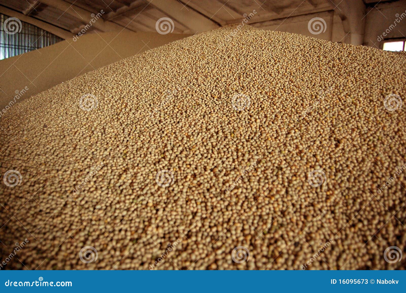 seeds of soya