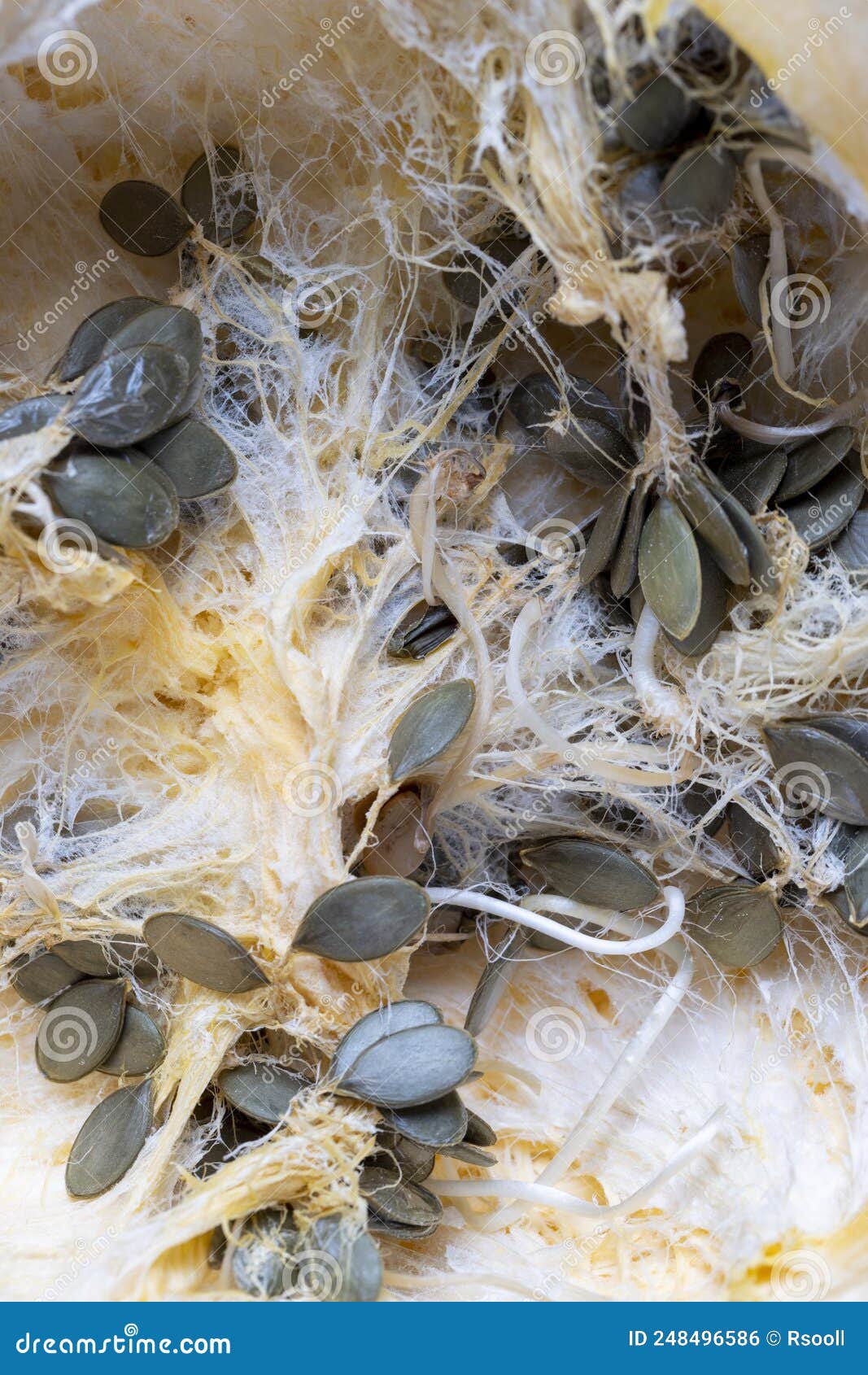 Seeds Sprouting Inside a Pumpkin in the Spring Season Stock Photo