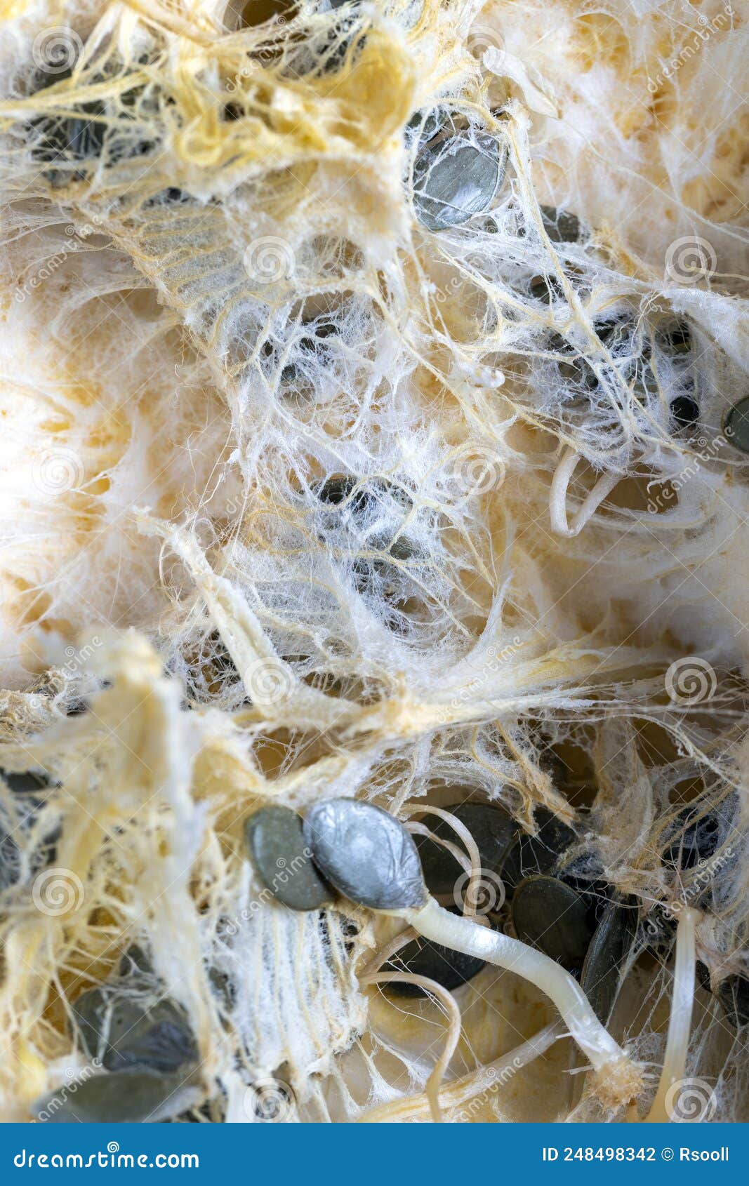 Seeds Sprouting Inside a Pumpkin in the Spring Season Stock Photo