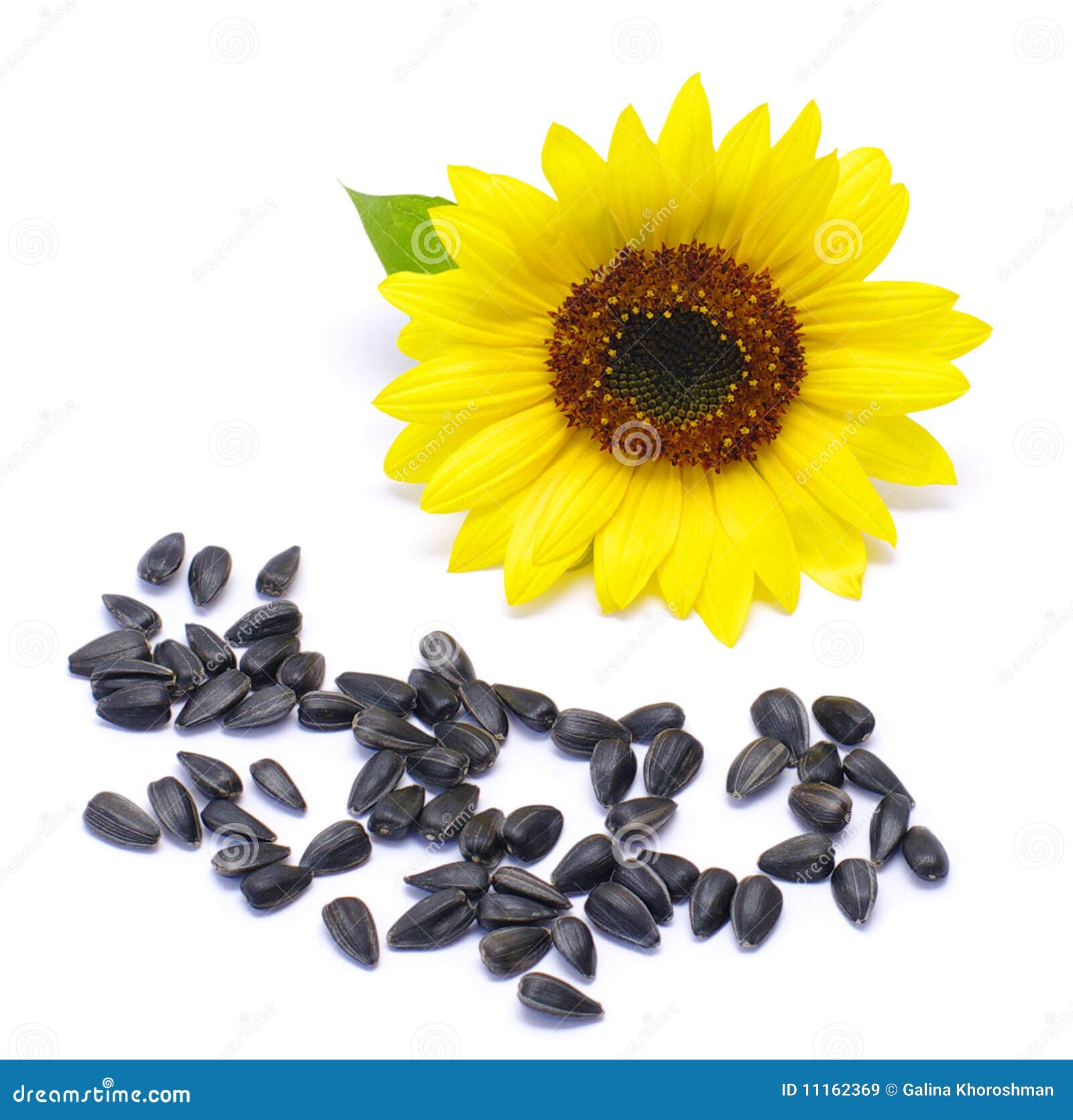 Seeds and sunflower stock image. Image of plant, yellow - 11162369