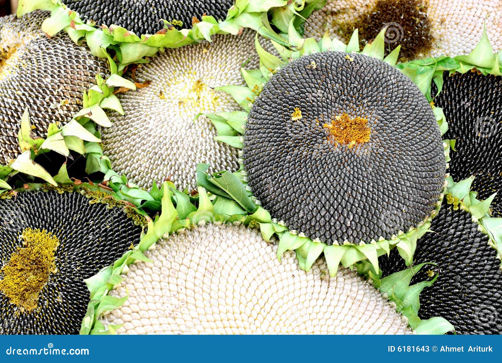 Seeds on sunflowers stock image. Image of display, black - 6181643